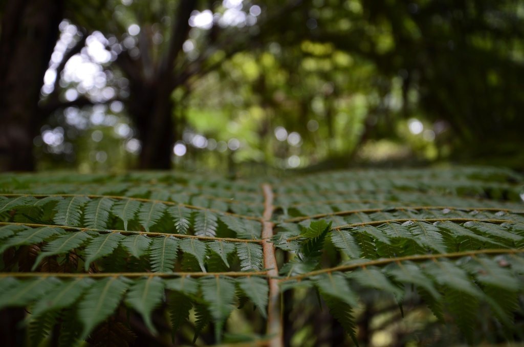 2017-03 New Zealand/Hunua/DSC_0209.JPG